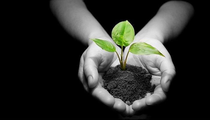 Hands holding sapling in soil